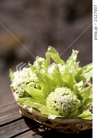 ふきのとう ふきのとう 2127007