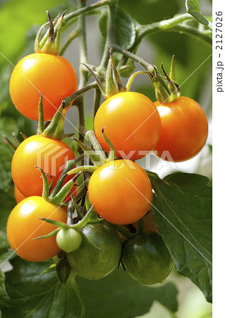 ミニトマト ミニトマト 2127026