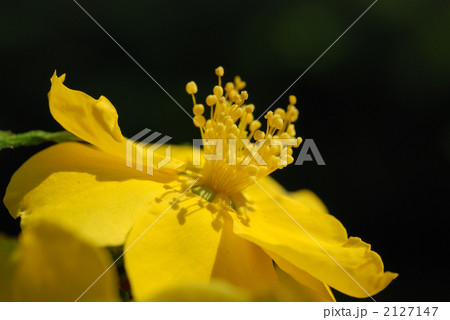 ヤマブキ 2127147