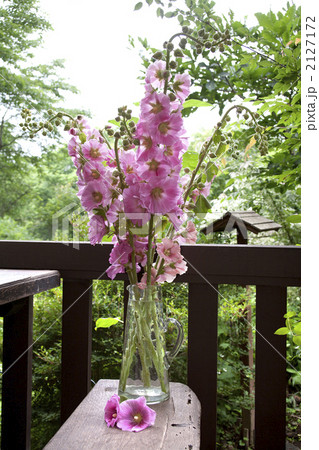 ホリホック ホリホック 2127172