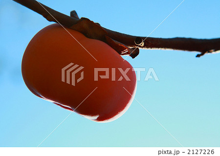 柿ひとつ 2127226