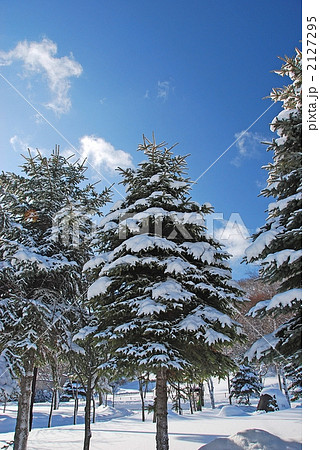 雪が積もった樹木 2127295