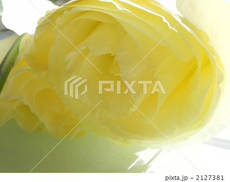 トルコ桔梗 2127381