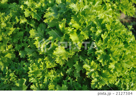 芥子菜 2127384