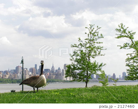 マンハッタンとグース マンハッタンとグース 2127460