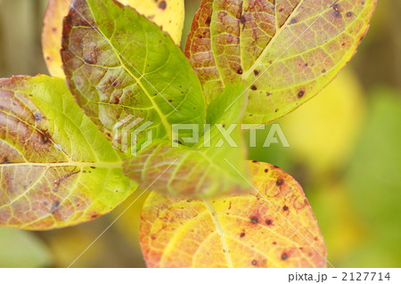 アジサイの紅葉 2127714