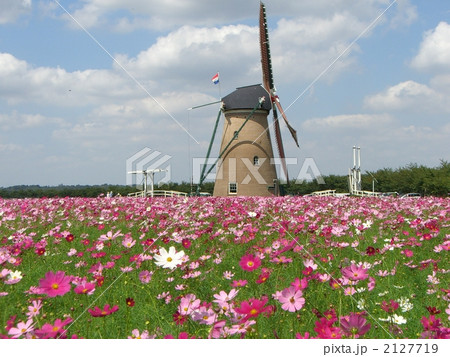 コスモスと風車 2127719