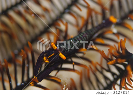 バサラカクレエビ バサラカクレエビ 2127814