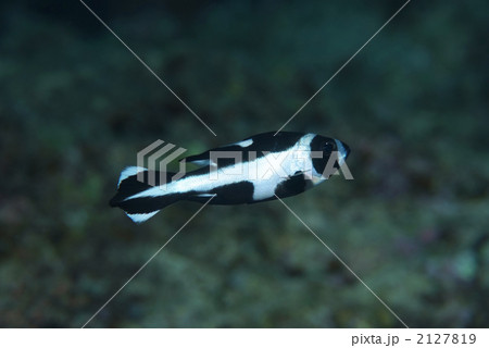 マダラタルミ 2127819