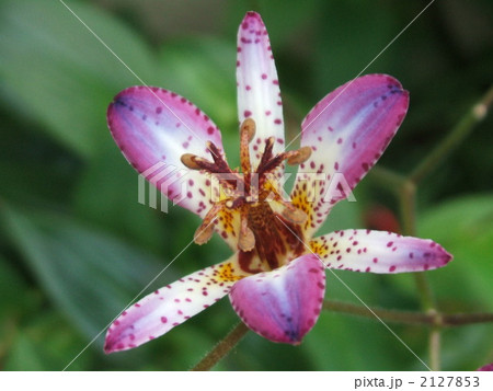 秋に咲く白色と紫色の山野草・ユリ科ホトトギス属の花ホトトギス 秋に咲く白色と紫色の山野草・ユリ科ホトトギス属の花ホトトギス 2127853