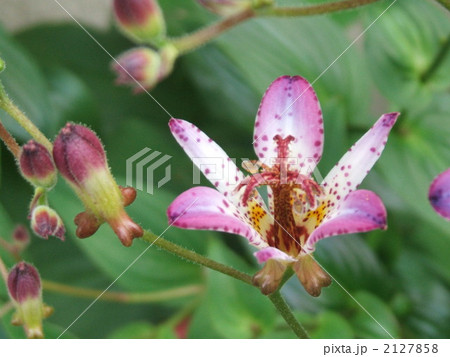 秋に咲く白色と紫色の山野草 ユリ科ホトトギス属の花ホトトギス の写真素材