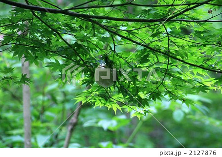 モリアオガエルの卵 2127876