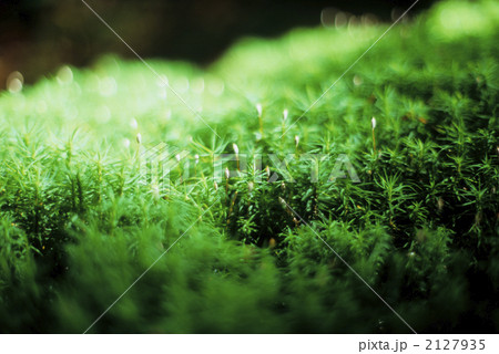 八ヶ岳の原生林にて 2127935