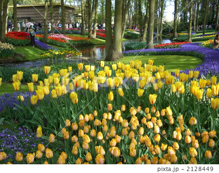 キューケンホフ～水辺のチューリップ～ 2128449