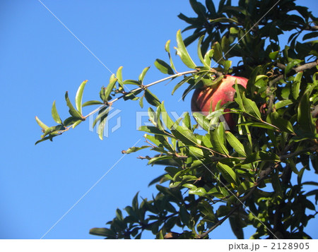 真っ青の青空に赤い実を着けたザクロの木 2128905