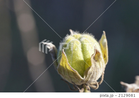 フヨウのまだ青い実 2129081