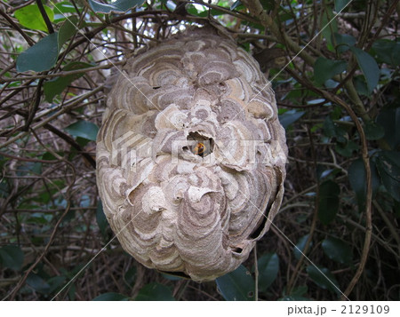 スズメバチ 2129109