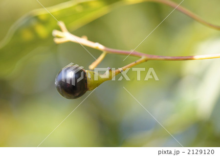 クスノキの実 2129120