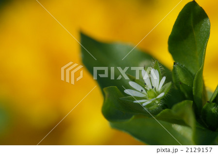 ハコベの花 2129157