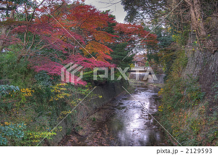 鎌倉 東勝寺橋より上流の紅葉 鎌倉 東勝寺橋より上流の紅葉 2129593