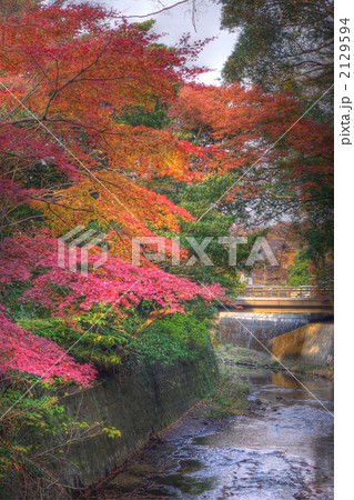 鎌倉 東勝寺橋より上流の紅葉(縦) 鎌倉 東勝寺橋より上流の紅葉(縦) 2129594