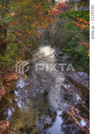 鎌倉 東勝寺橋より下流の紅葉(縦)1 鎌倉 東勝寺橋より下流の紅葉(縦)1 2129595