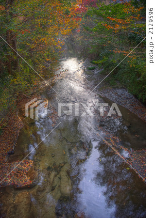 鎌倉　東勝寺橋より下流の紅葉（縦）２ 2129596