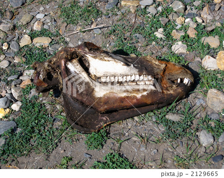 馬の頭部 2129665