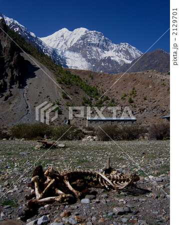 牛の亡き骸 2129701