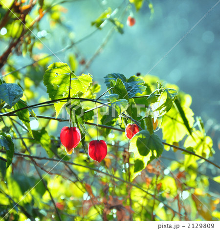 チロリアンランプの赤い花 2129809