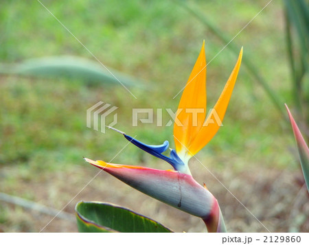 極楽鳥花 2129860