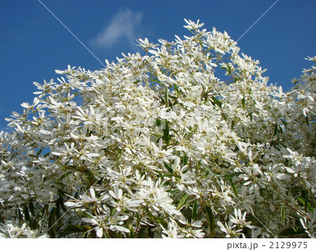 ユーホルビア白雪姫 ユーホルビア白雪姫 2129975