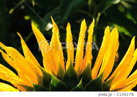 ひまわり 2130278