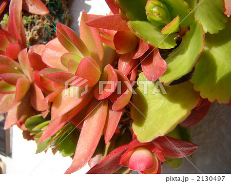 多肉植物　リース 2130497