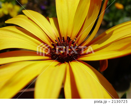 ディモルフォセカの花 2130725