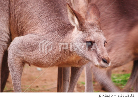 オオカンガルー 2131233