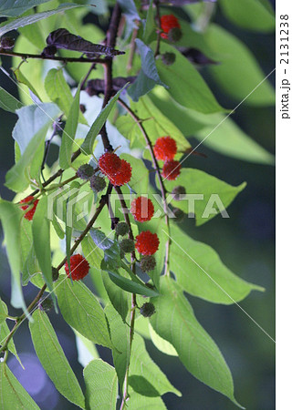 和紙の原料になる楮の実 2131238