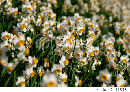 野母崎の水仙 2131353