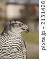 オオタカの眼「 2131426
