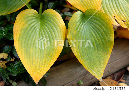 ギボウシ 2131535