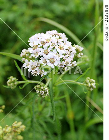 ノコギリソウ　１ 2132888