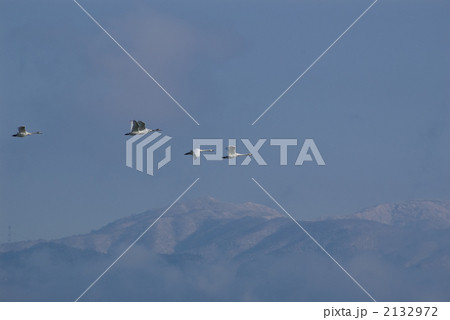 コハクチョウ 2132972