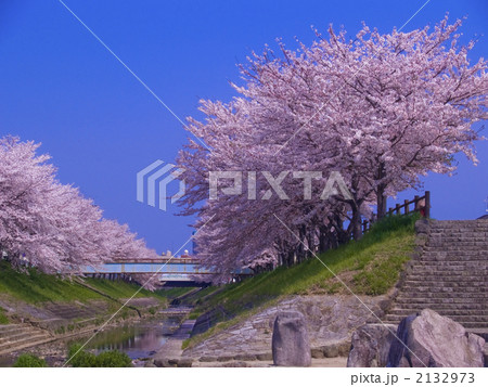 奈良佐保川春爛漫 2132973