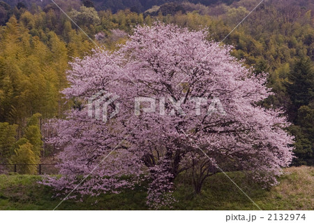 一本桜満開 2132974