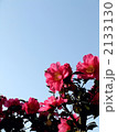 青空と山茶花 2133130