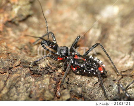 ヨコヅナサシガメ 2133421