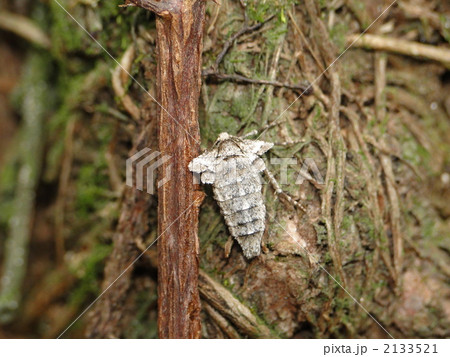 クロスジフユナミシャク 2133521