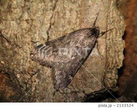 クロバネフユシャク クロバネフユシャク 2133524