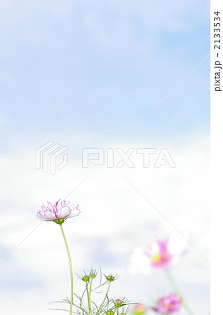 空を望むコスモスたち 2133534