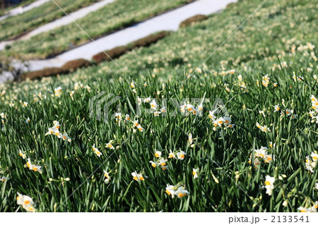 水仙の里 2133541